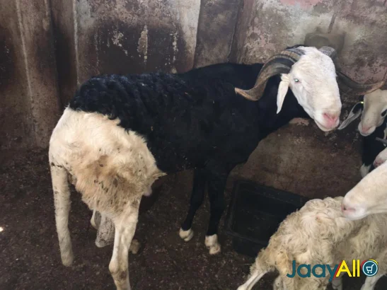 Vente de Moutons à Fann Point E Amitie dès 350000 FCFA - Animaux