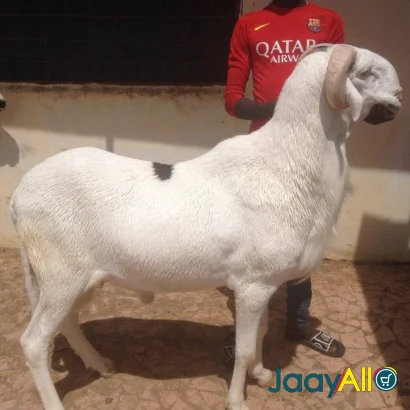 Vente de Moutons à Thiès dès 3000000 FCFA - Animaux