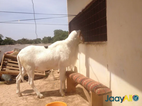 Vente de Moutons à Thiès dès 3000000 FCFA - Animaux