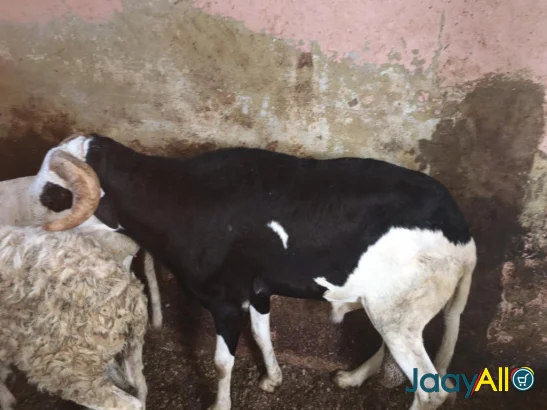 Vente de Moutons à Fann Point E Amitie dès 350000 FCFA - Animaux